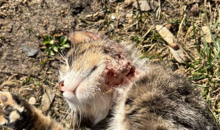 Nierówna walka z rakiem. Pomóżmy Victorii!