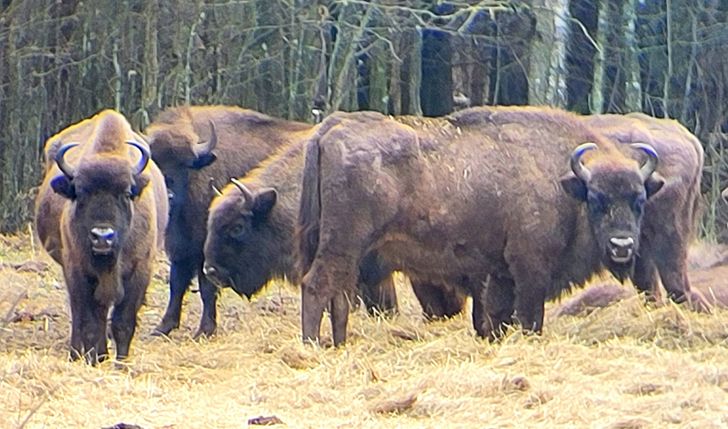 Męski biwak TataTour białowieskie wnętrza
