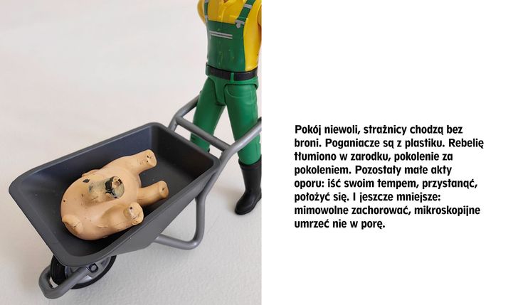 Pomoc w organizacji wystawy prozwierzęcej w Poznaniu