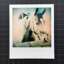 zdjęcie polaroid przed przeniesieniem emulsji na papier