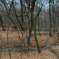 Leśne ścieżki odkurzone na jesień (2018)