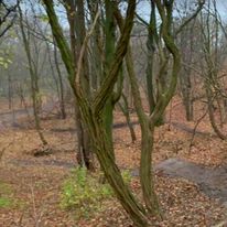 Leśne ścieżki odkurzone na jesień (2018)
