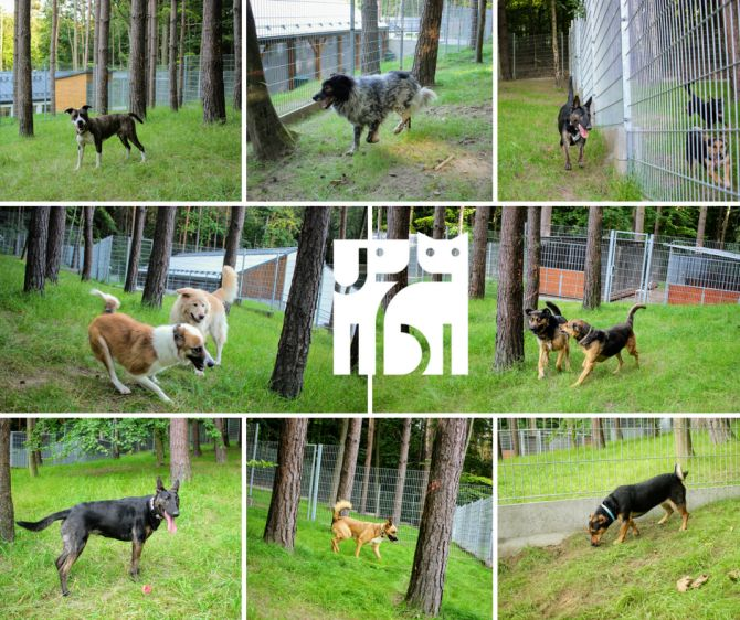 Sopotkowo - zabawy na wybiegach