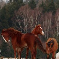 Zabawy na pastwisku. Od lewej Tuhaj-Bej, Saszka oraz Graszka