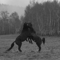 Takie tango- Zimek i Win