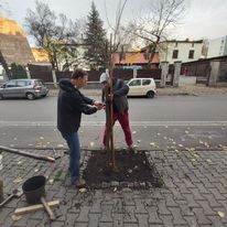 Sadzenie drzew to nie tylko lekarstwo na betonozę. Ta lipa stanęła w szeregu swoich pobratymczyń i stanowi drugie pokolenie w tej samej alei lipowej. Czyli zachowuje ciągłość krajobrazu kulturowego ulicy. Lipa zuch!