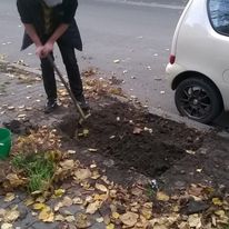 Niemal typowy obraz płachetka ziemi, na którym kiedyś rosło drzewo ale od lat urząd zapominał dokonać nasadzenia następczego. Metr kwardatowy gruntu pokrywa się najpierw śmieciami, różnym nielubianym zielskiem (przepraszamy zielsko), zapomnieniem. Czasem 