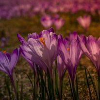 Fotka z sezonu krokusowego, Dolina Chochołowska.