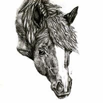 2019, portret głowy konia