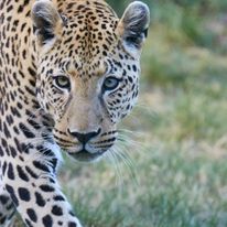 Lampart - Africa Camp