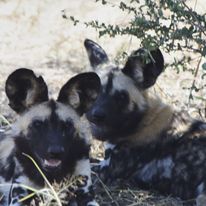 Likaony - Africa Camp