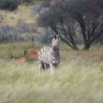 Zebra - Africa Camp