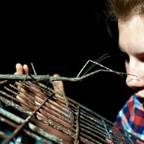 Patyczaki - Africa Camp