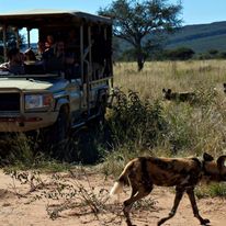 Dzikie zwierzęta - Africa Camp