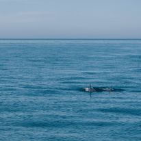 Ocean Camp - delfiny