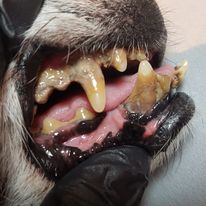 kamień nazębny u psa 