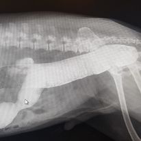 diagnostyka rentgenowska - dostarcza nam wielu ważnych informacji 