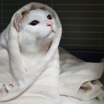 uduchowiony kitek po kastracji 