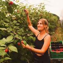 Zbiory malin w Norwegii