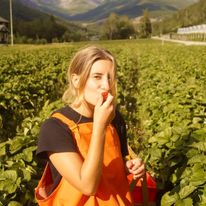 Zbiory truskawek w Norwegii