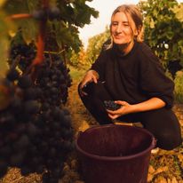 Winobranie we Francji