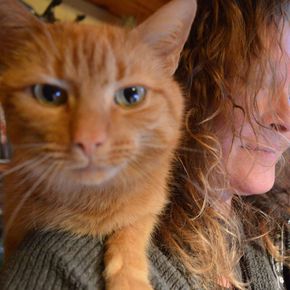 Avatar Azylowe Stado