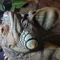 Legwan zielony Karolina