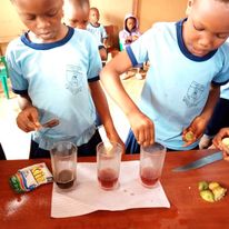 Najprostsze laboratorium chemiczne pod słońcem: kilka jednorazowych kubków, herbata, mydło i cytryna.  Dzieci są w trakcie badania właściwości kwasów i zasad.