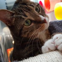 Nasza kochana kotka Kala:)