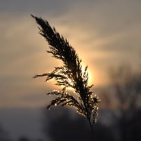 Plener Bełżyce - 18.01.2018