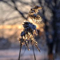 Plener Bełżyce - 18.01.2018