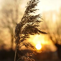 Plener Bełżyce - 18.01.2018