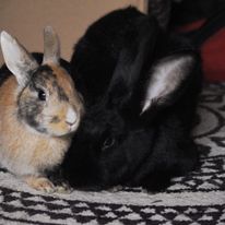 Gustaw i chorująca na serce Samba