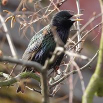 śpiewający szpak. Centrum dużego miasta.