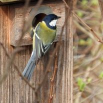 Sikory rozglazaja sie za nowym domem. Wiosna w pełni. Na zdjęciu bogatka.
