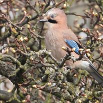Jeszcze do niedawna sójki w miastach pojawiały sie rzadko. Na zdjęciu jeden ptak z pary gniazdującej w duzym mieście.
