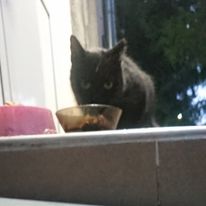 Podjad - nie ma stałej miejscówki - podjada gdzie się da!