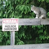 Dokarmianie bywa niebezpieczne! Szczególnie jak nie masz wystarczającej liczby saszet!