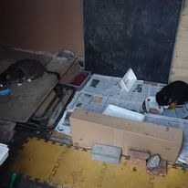 Młoda i jej mama Cegusia - jak to w rodzinie bywa, nie zawsze wychodzą obiady przy wspólnej misce, tj. stole