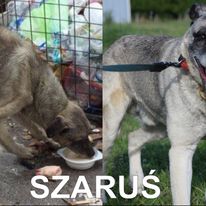 Metamorfoza Szarusia