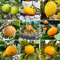 są to owoce uprawiane w Eden Project w Irlandii