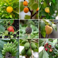 są to owoce uprawiane w Eden Project w Irlandii