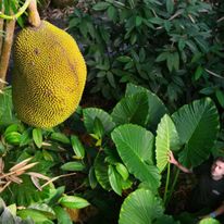 Eden Project / Irlandia