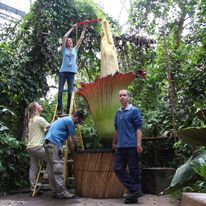 takie rarytasy wymagają miejsca, na przykładzie Eden Project, Irlandia