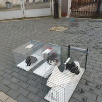 Łapiemy do klatek-łapek!