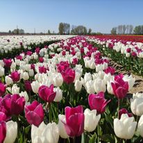 pola tulipanów, Holandia