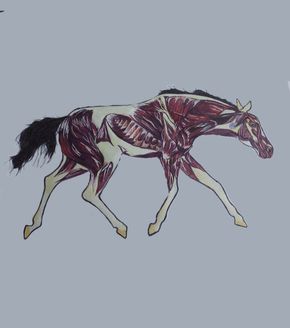 Avatar Bio Equestrian